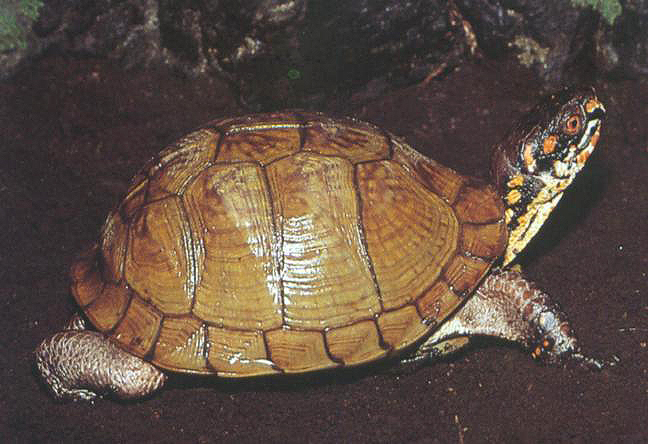 carolina triunguis彼得眼斑龟 morenia petersi苏门答腊凹甲陆龟