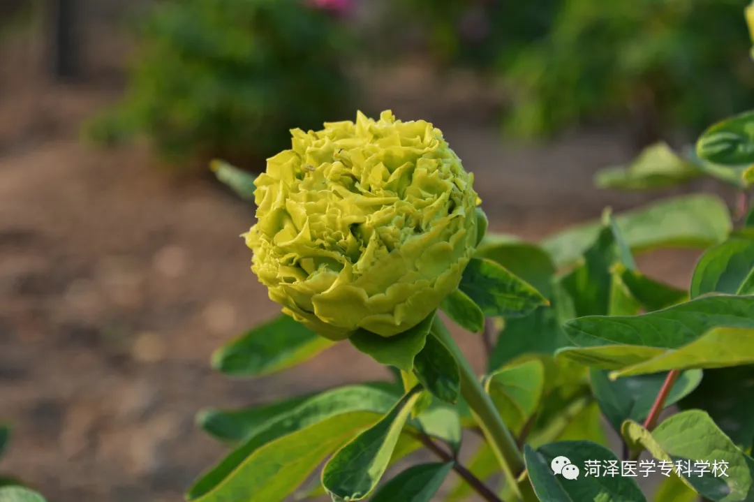 菏泽医学专科学校牡丹，又是姹紫嫣红开遍