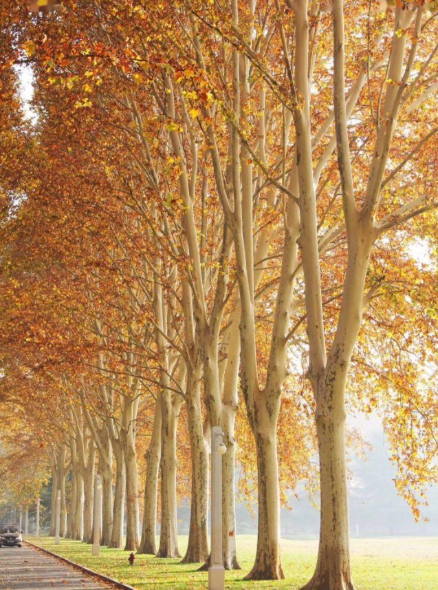 郑州这10个绝佳赏秋地，风景绝美，很多地方都还免费