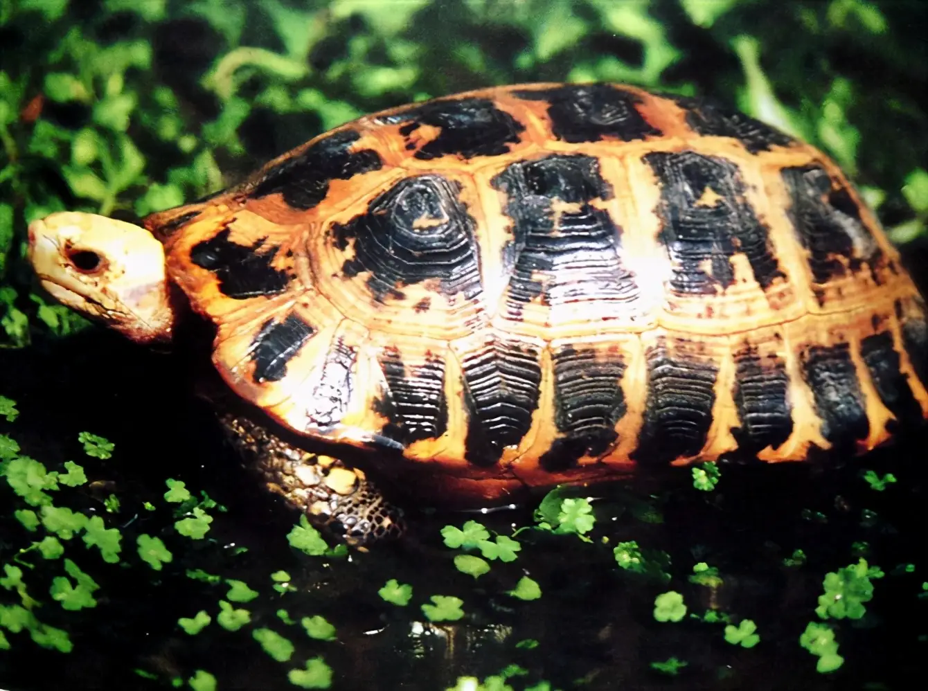 乌龟的种类图片及名称（乌龟的品种图片）