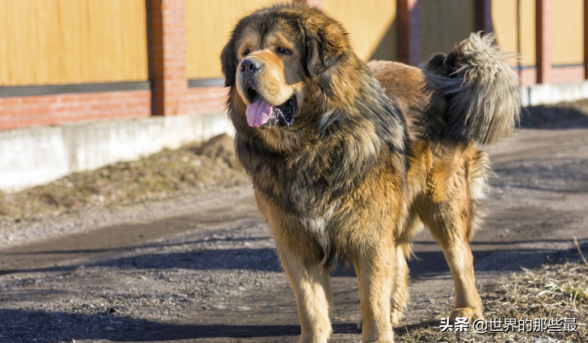 雖然沒有下司犬的排名那麼靠前,但是與一眾猛犬相比,也不會落於下風.