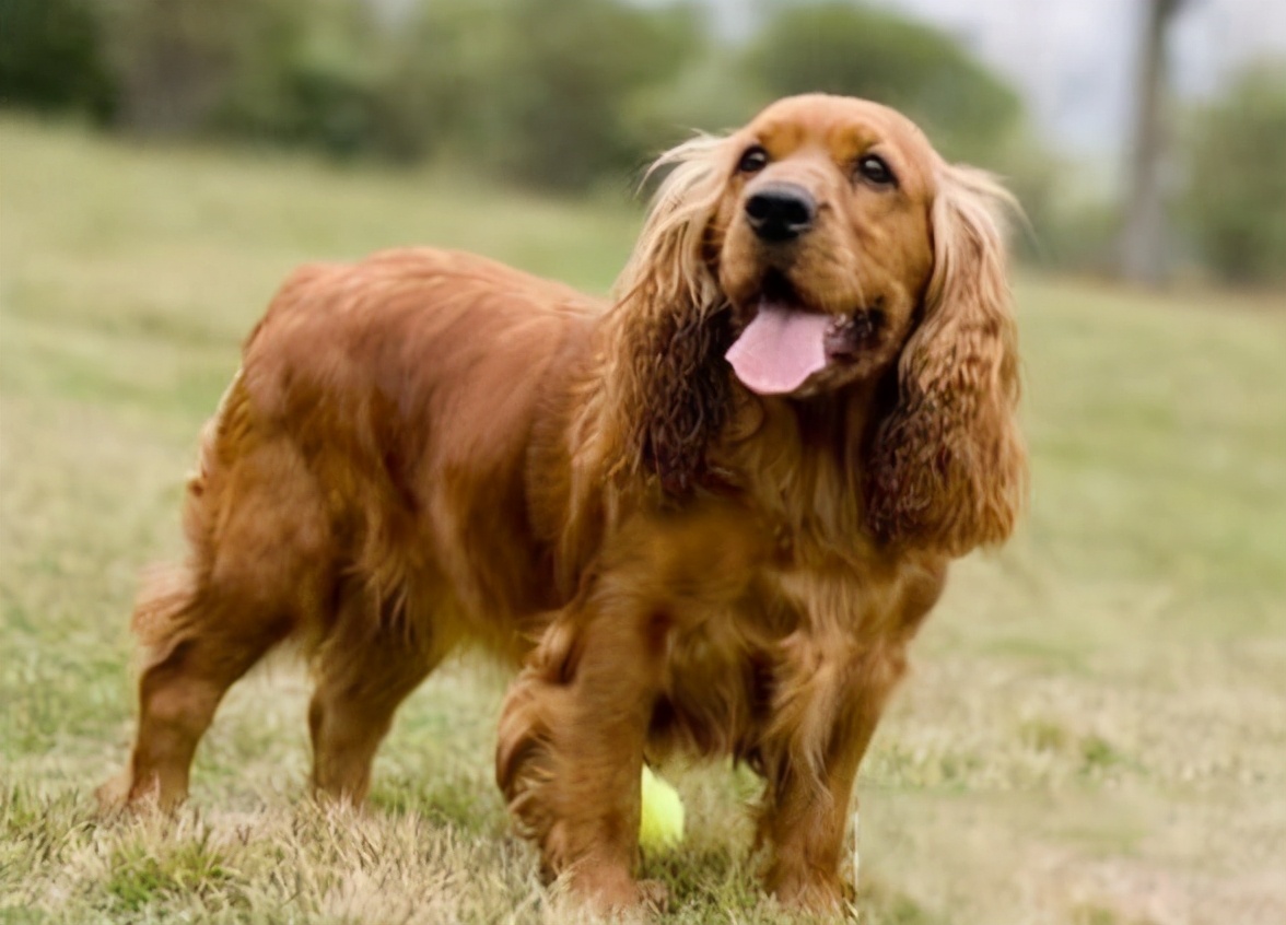 可卡多少錢,可卡犬多少錢一只