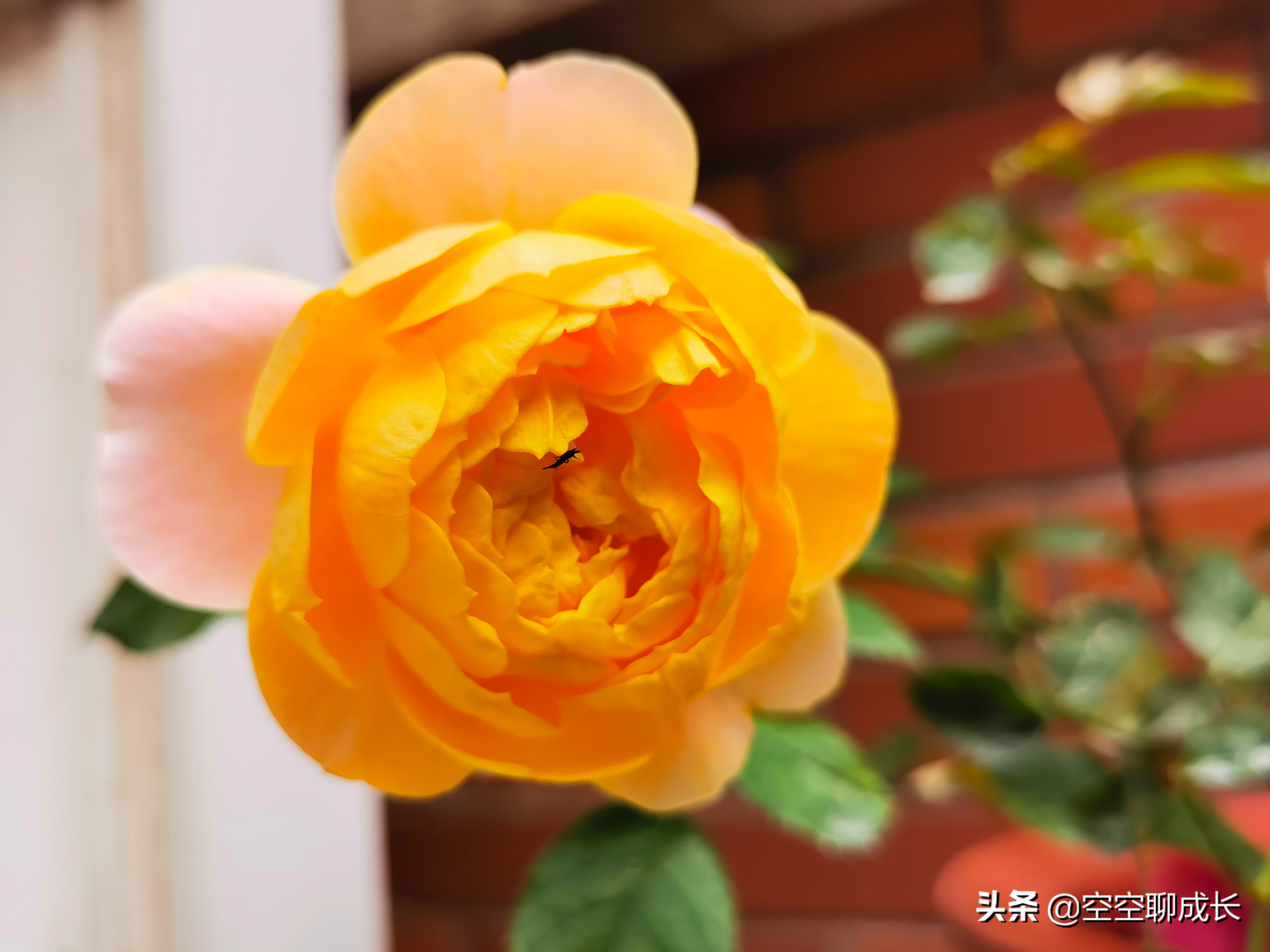 闲暇赏花赋诗以自娱，琐碎日子亦成诗