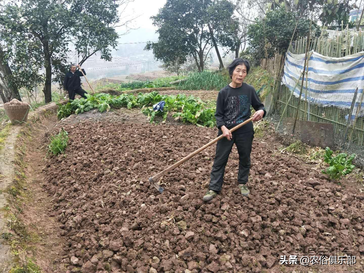 冬至晴一天，春节雨雪连！干净冬，必脏年！用农俗预测天气准不准