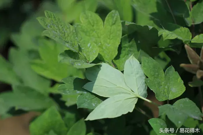 牡丹是草本还是木本（牡丹品种的小知识与选购窍门）