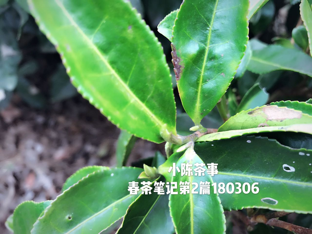 铁观音新茶几月上市（掌握6大茶类春茶的上市时间）