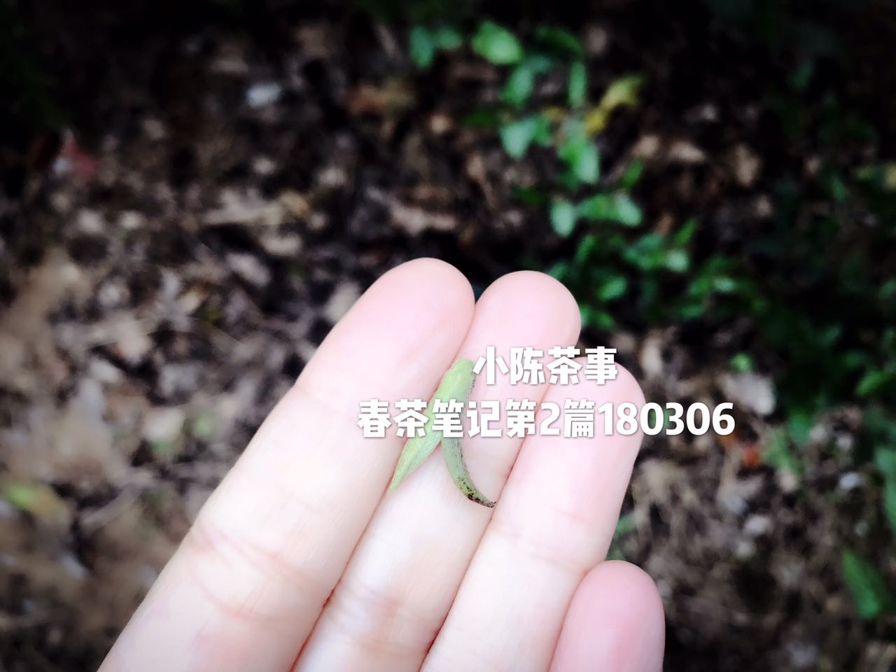 铁观音新茶几月上市（掌握6大茶类春茶的上市时间）