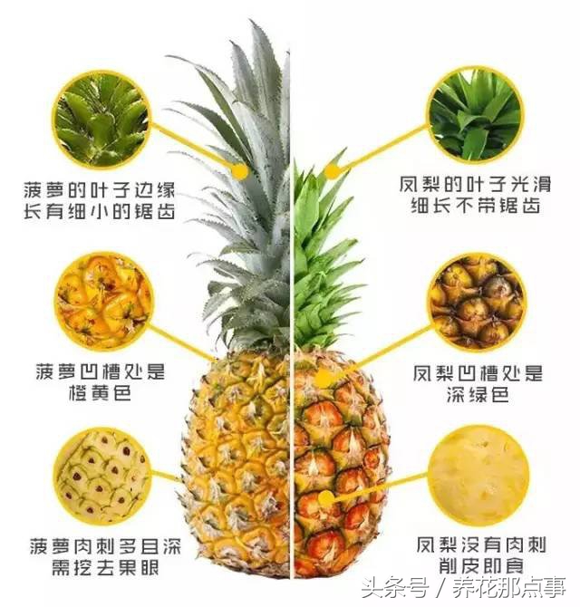 菠萝和凤梨你能分的清吗？超详细的图解让你一眼就看明白区别