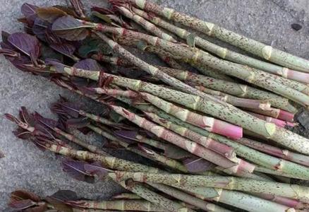 川筋龙的根功效与作用-我的快乐小窝