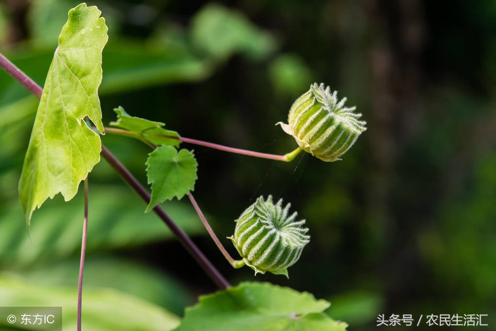 农村茅厕旁的野果,是治"耳鸣"良方,如今10元一斤成稀罕货