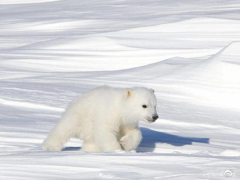 你只看到了小北极熊可爱的一面,却不知道其背后发生的故事
