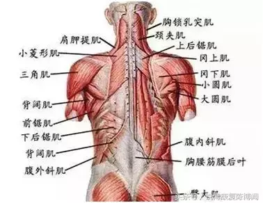 靠瘦肩针治溜肩?姑娘你可别天真！