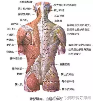 靠瘦肩针治溜肩?姑娘你可别天真！