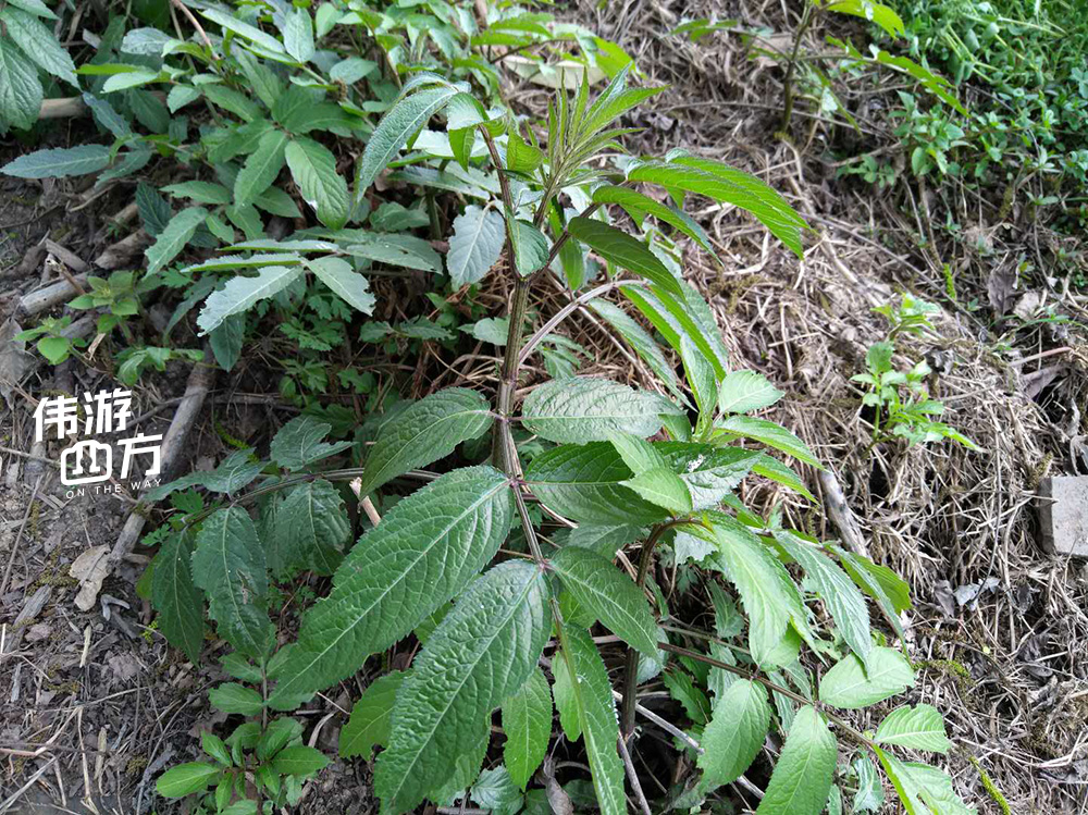 风藤草根的功效及图片图片