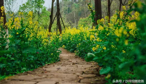 沙坪坝这几所大学的花已绽放，开得五彩斑斓，还全部免费哦！