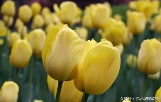 沙坪坝这几所大学的花已绽放，开得五彩斑斓，还全部免费哦！