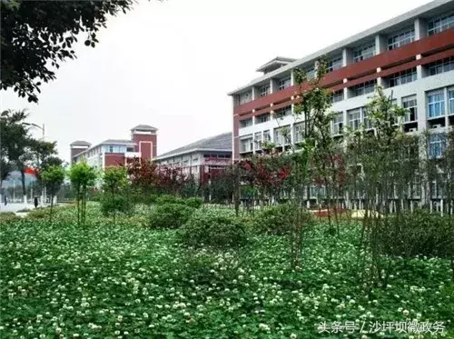 沙坪坝这几所大学的花已绽放，开得五彩斑斓，还全部免费哦！