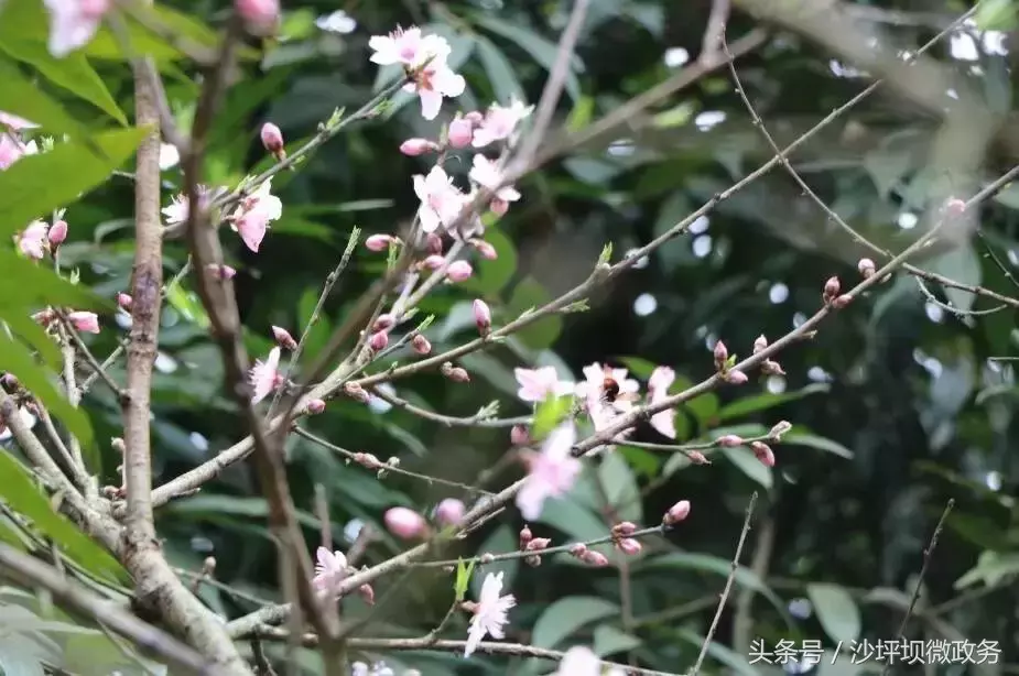 沙坪坝这几所大学的花已绽放，开得五彩斑斓，还全部免费哦！