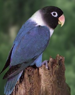 牡丹鹦鹉品种区分