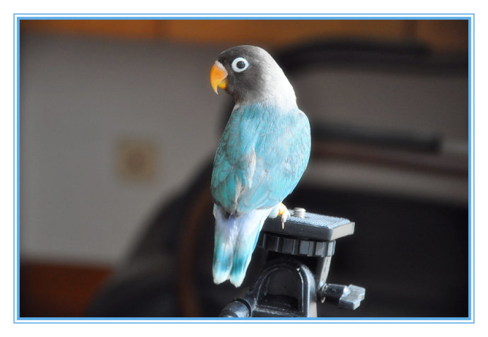 牡丹鹦鹉品种区分