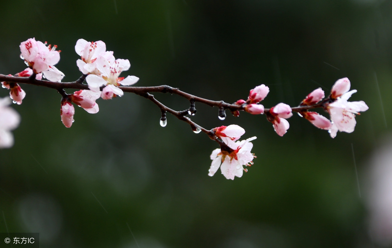 散文:杏花微雨又一春