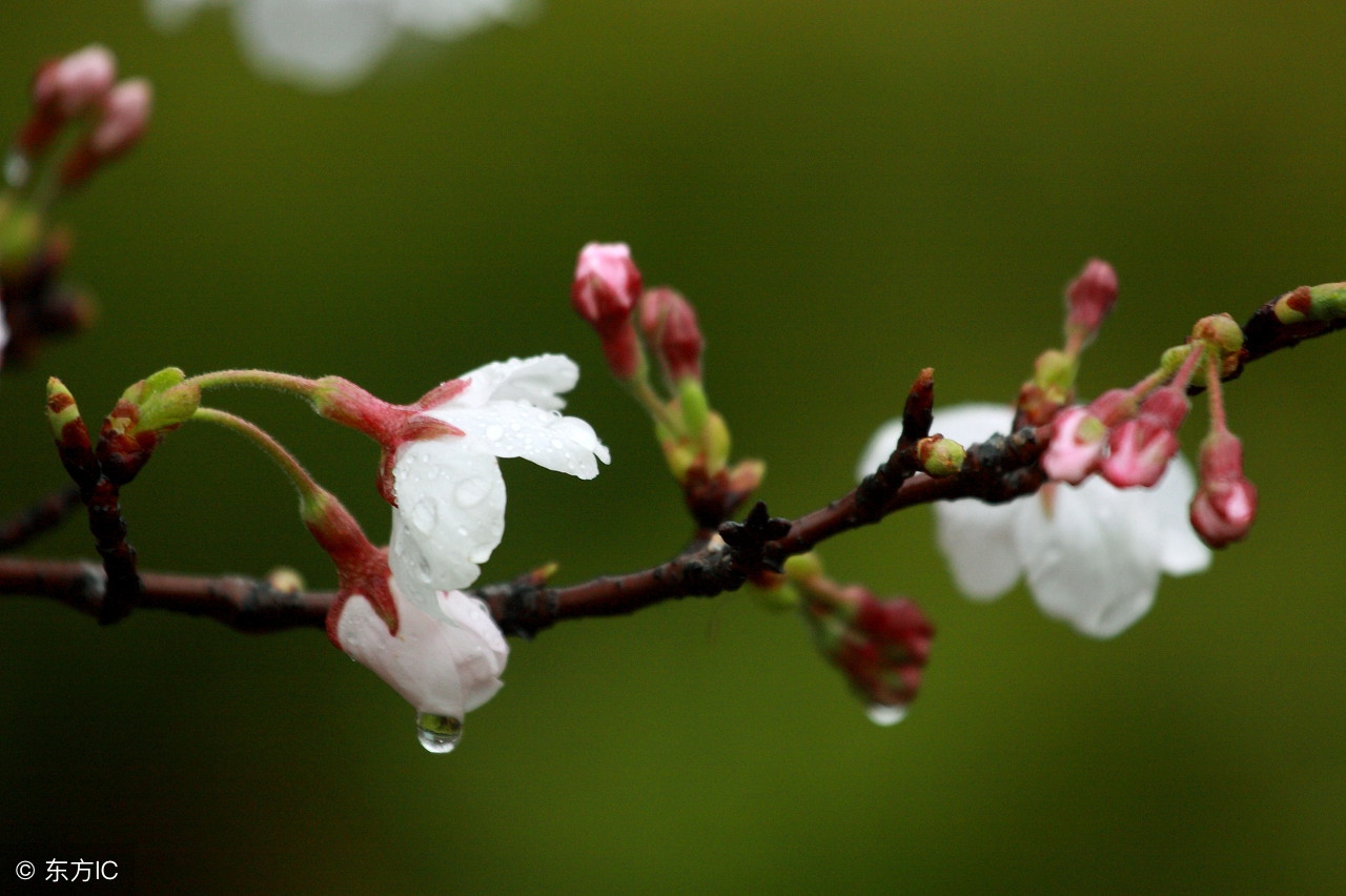 关于杏花的唯美散文 _晶羽科技