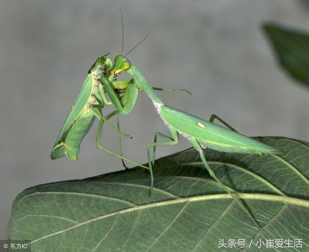 哪些是益虫,哪些是益虫,哪些是害虫呢?