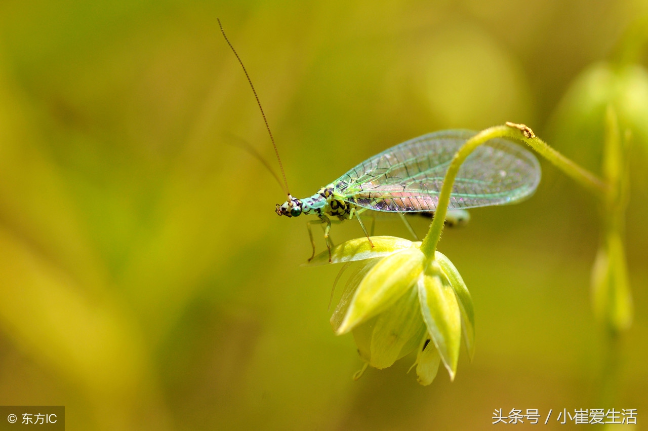 哪些是益虫,哪些是益虫,哪些是害虫呢?