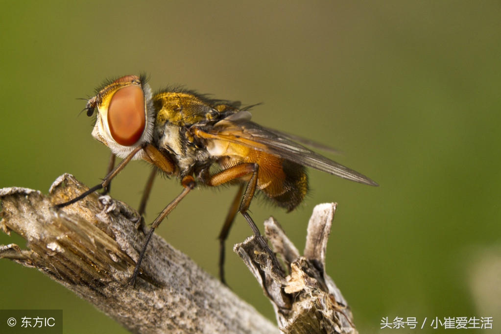 哪些是益虫,哪些是益虫,哪些是害虫呢?