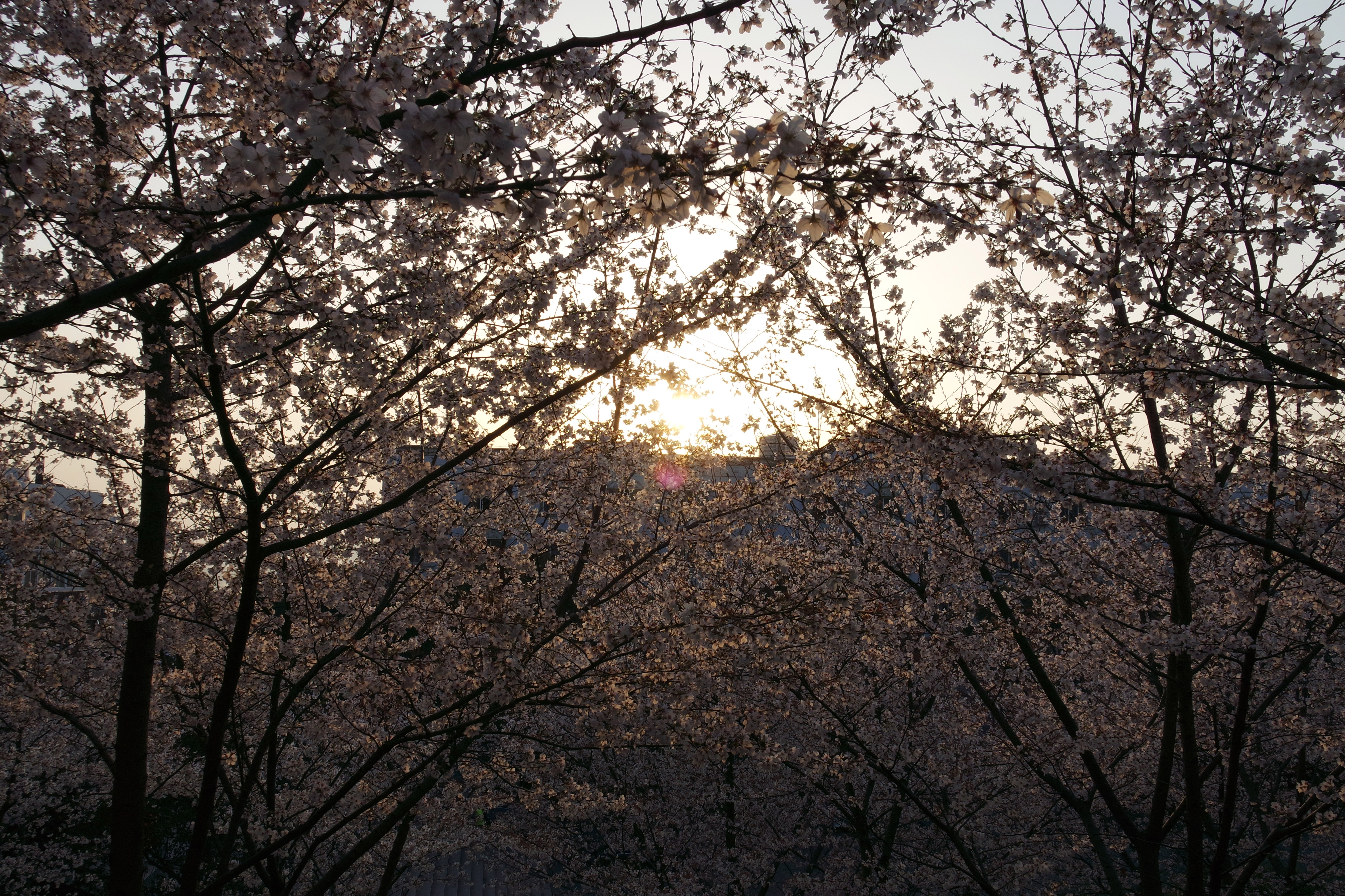 “粉樱”下的武昌理工学院，灵魂深处的感伤！