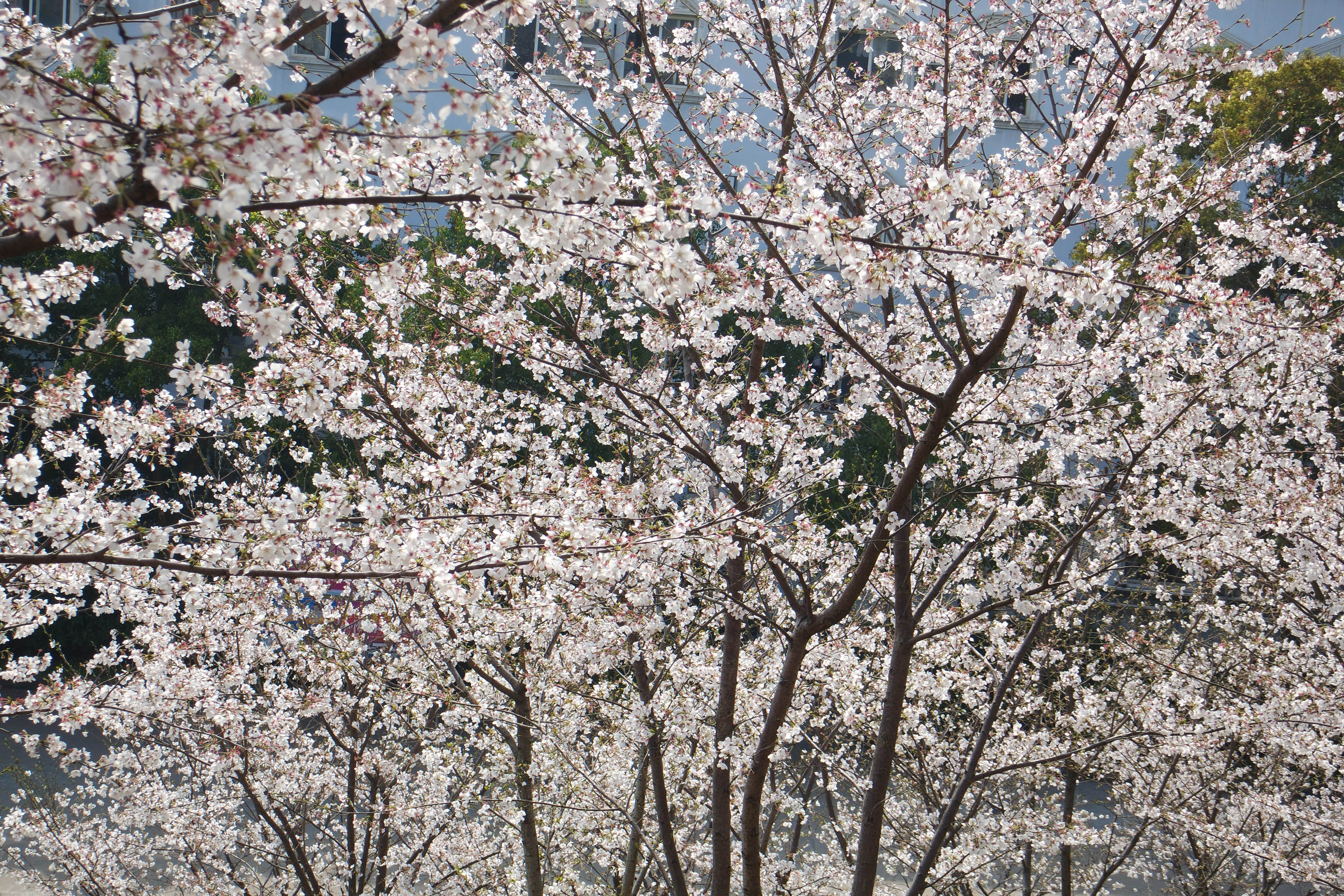 “粉樱”下的武昌理工学院，灵魂深处的感伤！