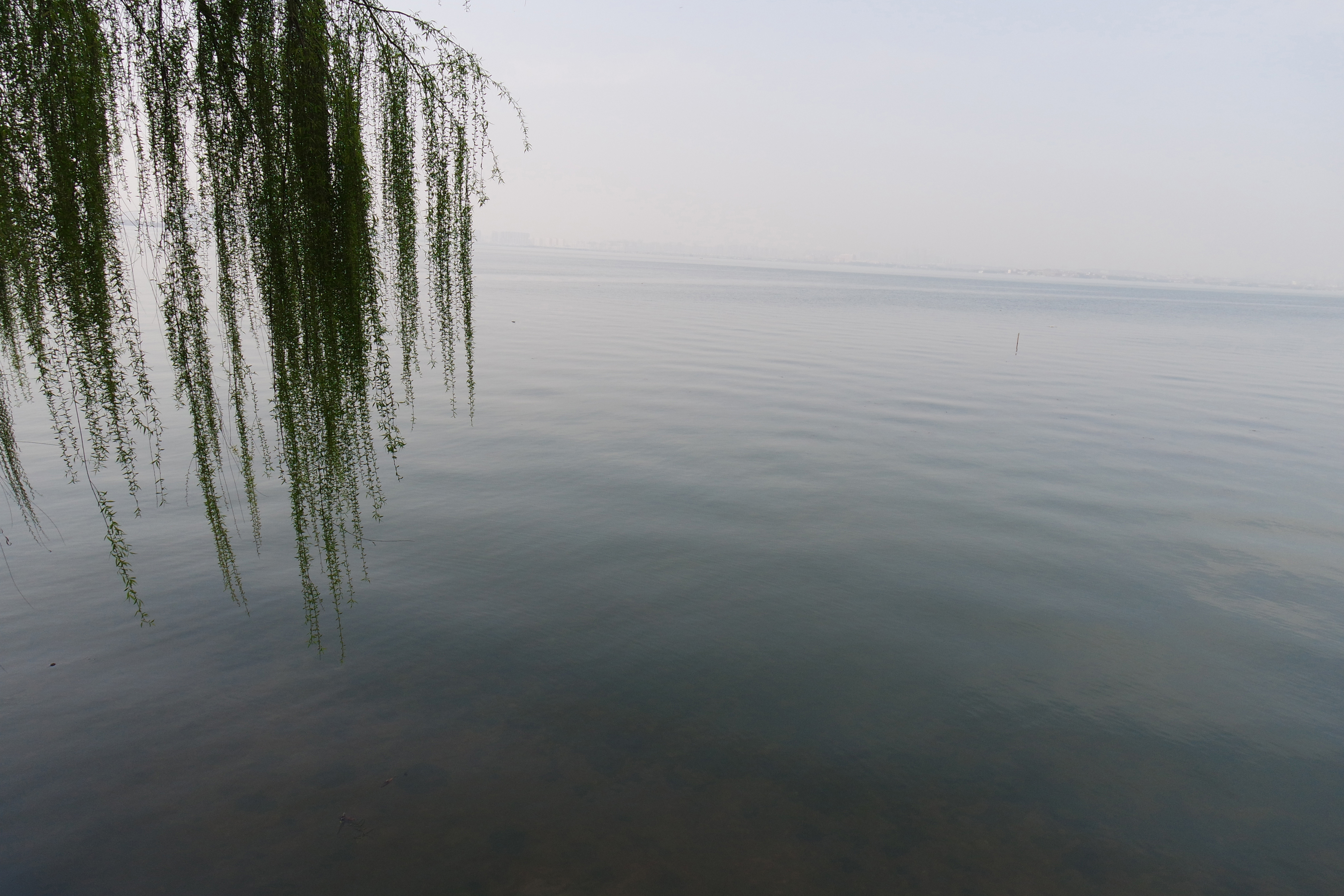 “粉樱”下的武昌理工学院，灵魂深处的感伤！