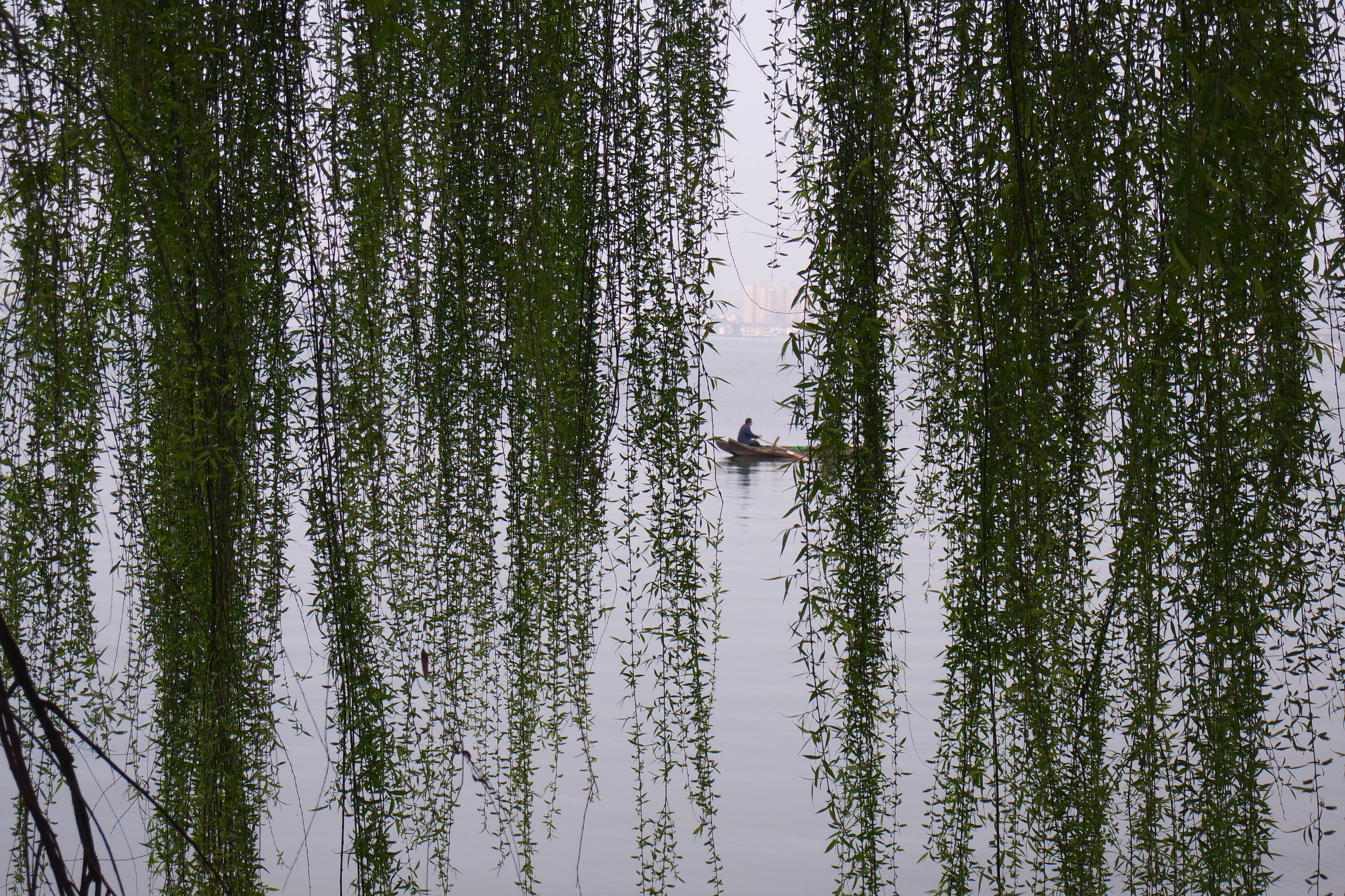 “粉樱”下的武昌理工学院，灵魂深处的感伤！