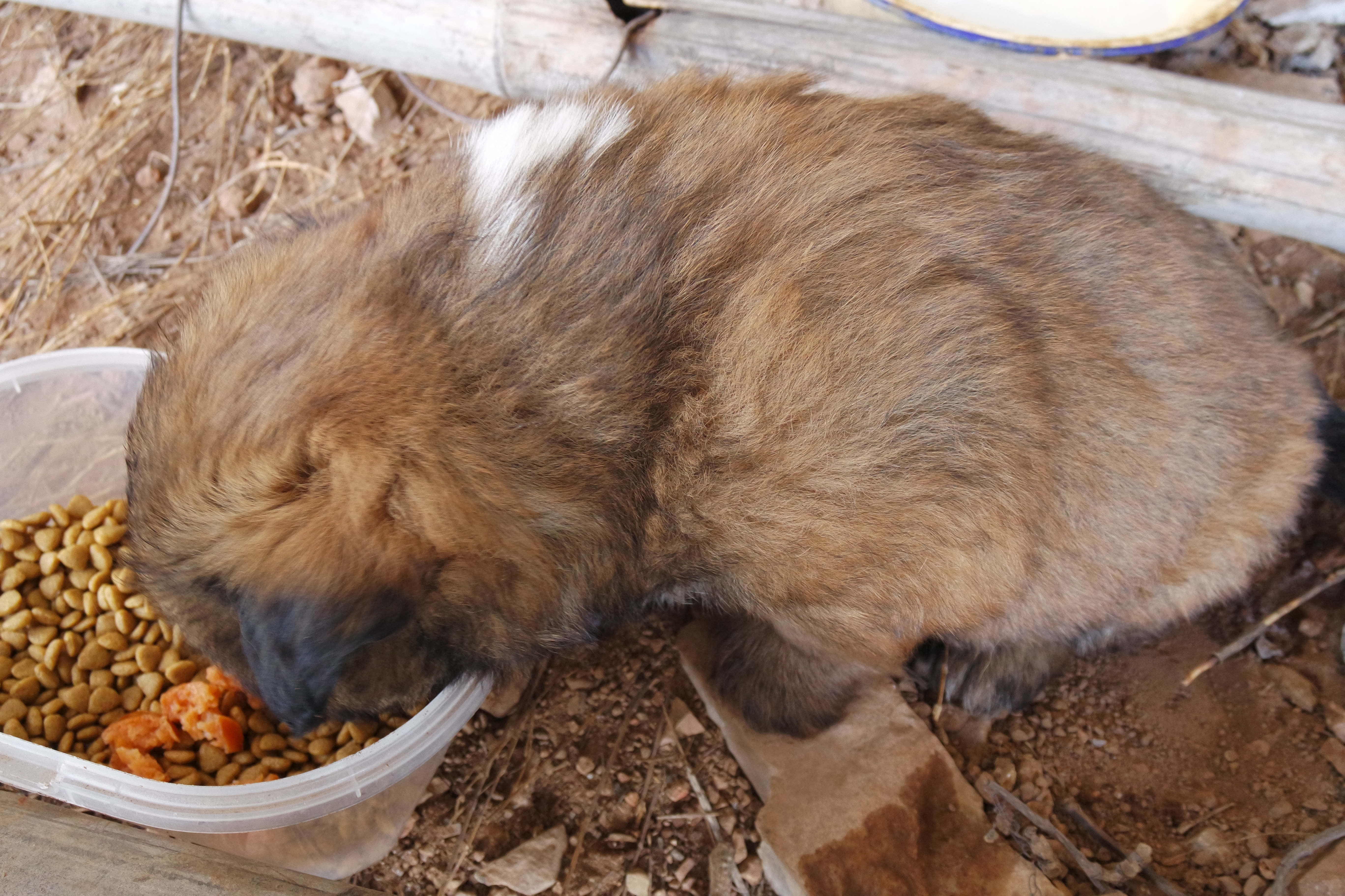 “粉樱”下的武昌理工学院，灵魂深处的感伤！