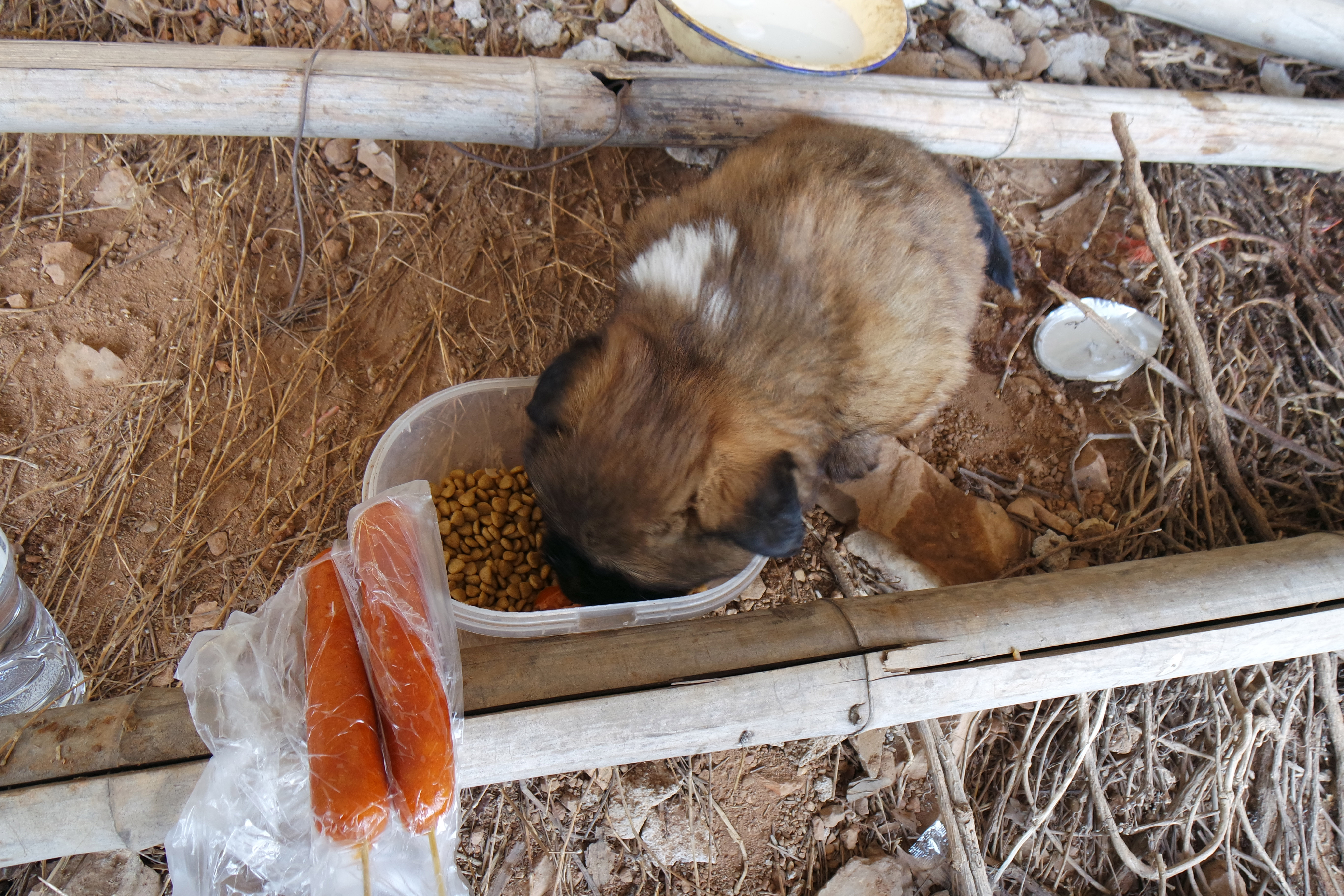 “粉樱”下的武昌理工学院，灵魂深处的感伤！