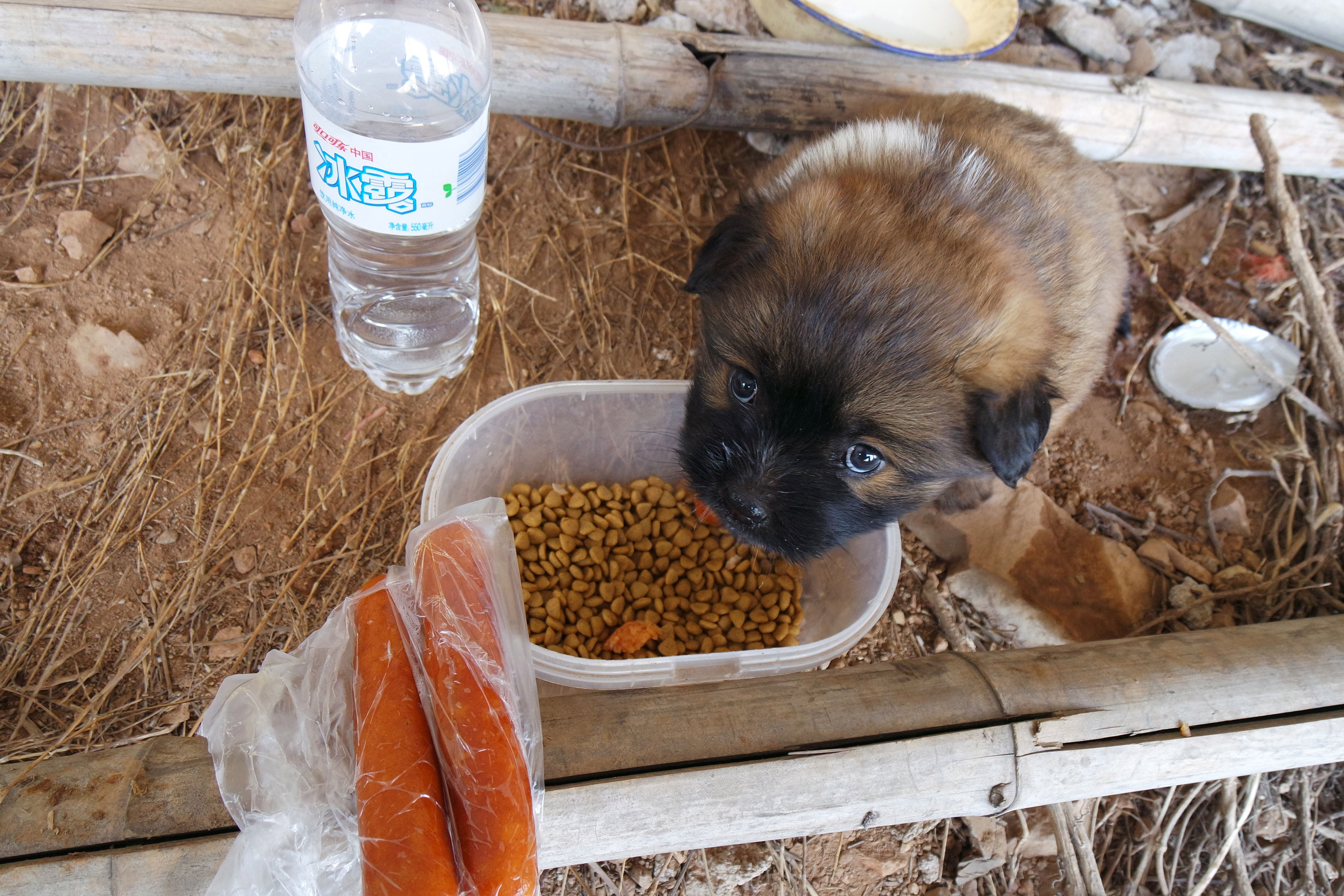 “粉樱”下的武昌理工学院，灵魂深处的感伤！