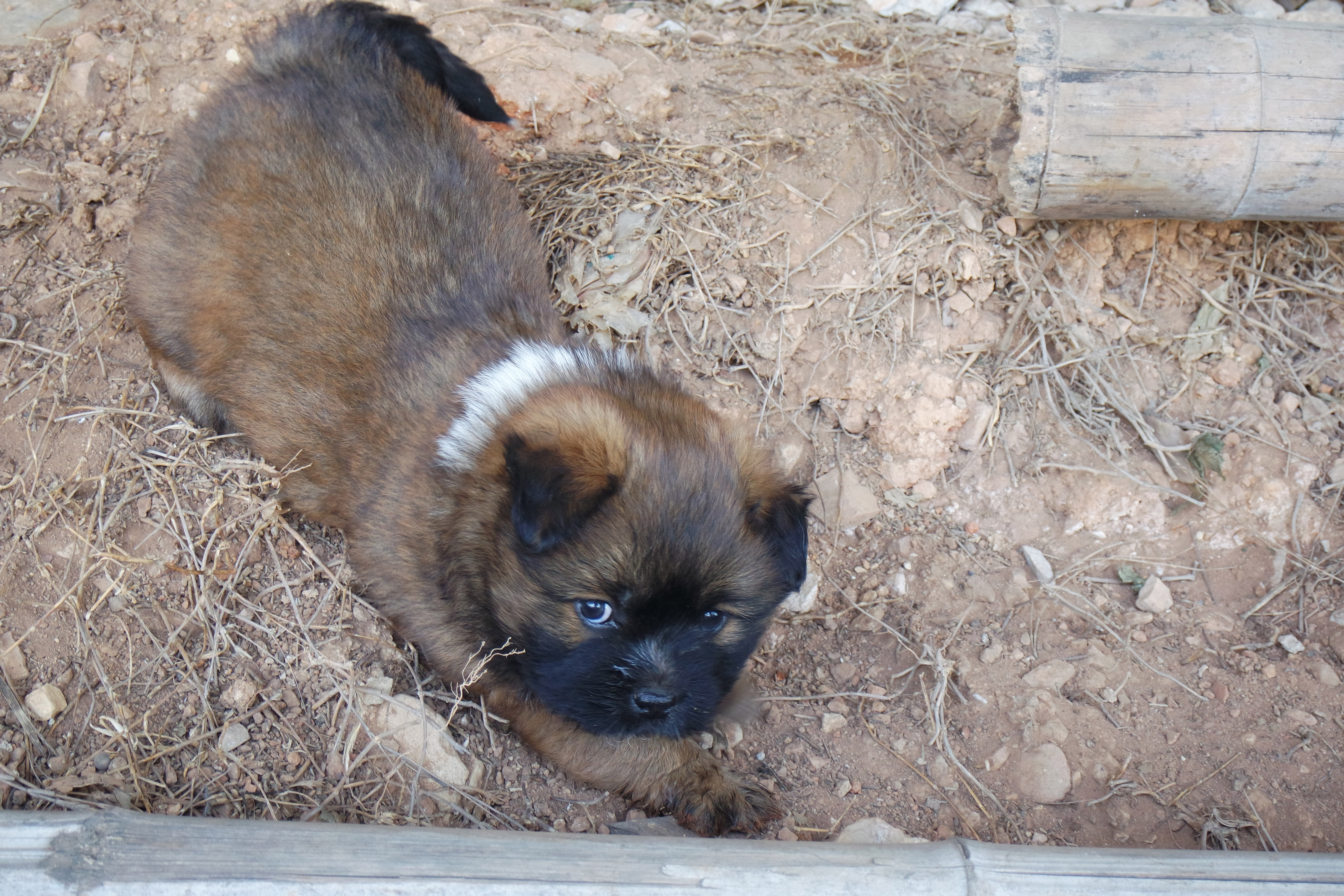 “粉樱”下的武昌理工学院，灵魂深处的感伤！