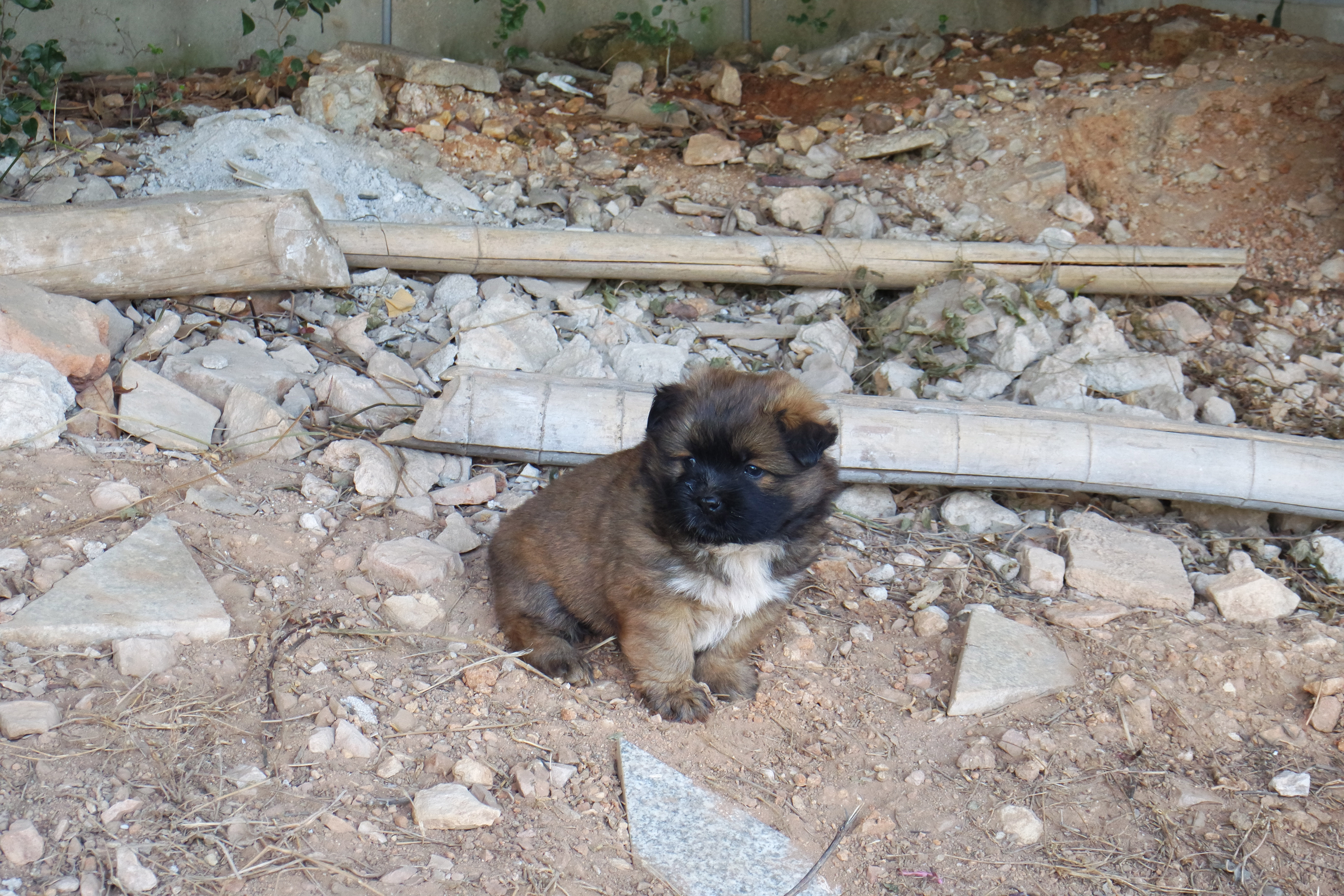 “粉樱”下的武昌理工学院，灵魂深处的感伤！