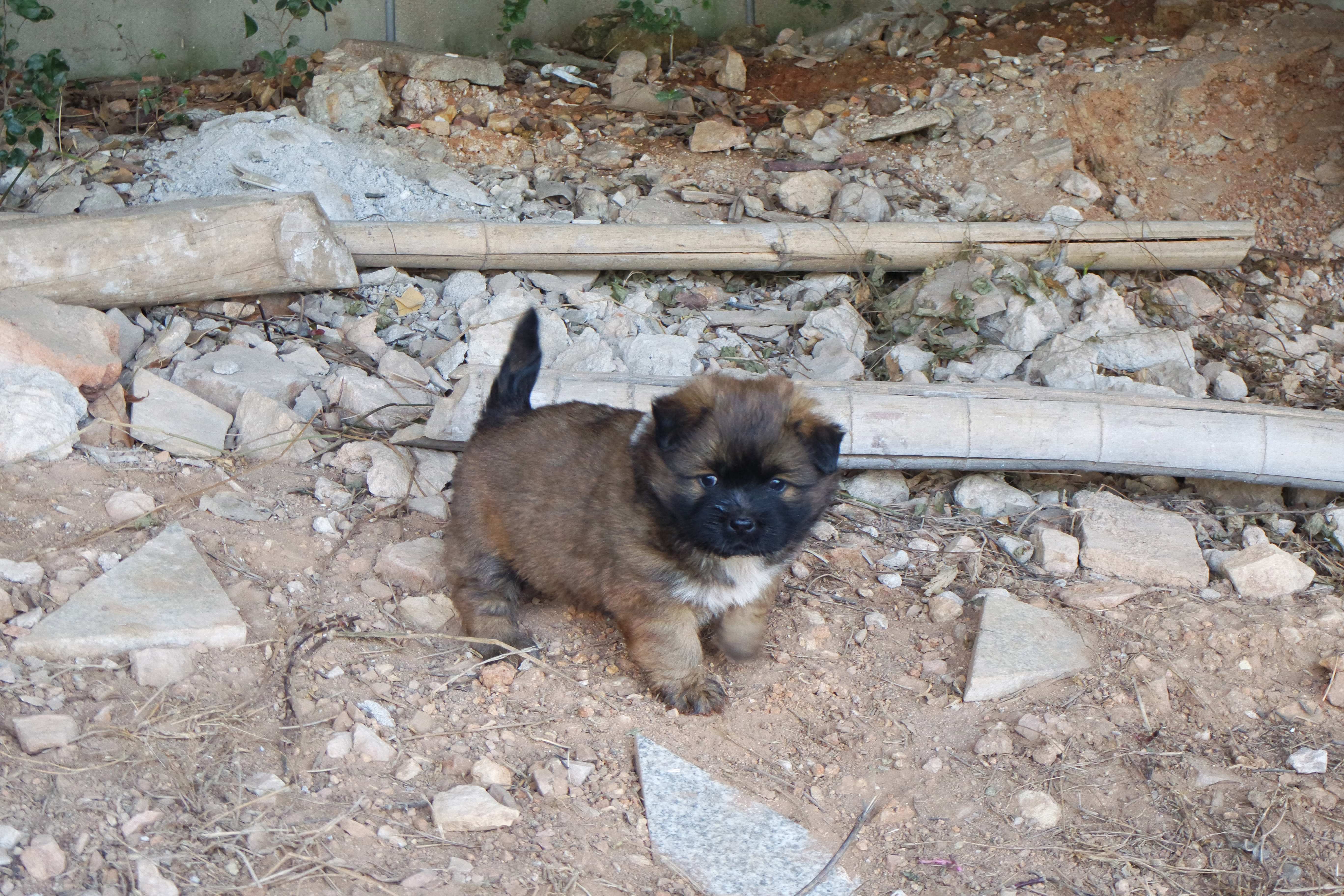 “粉樱”下的武昌理工学院，灵魂深处的感伤！