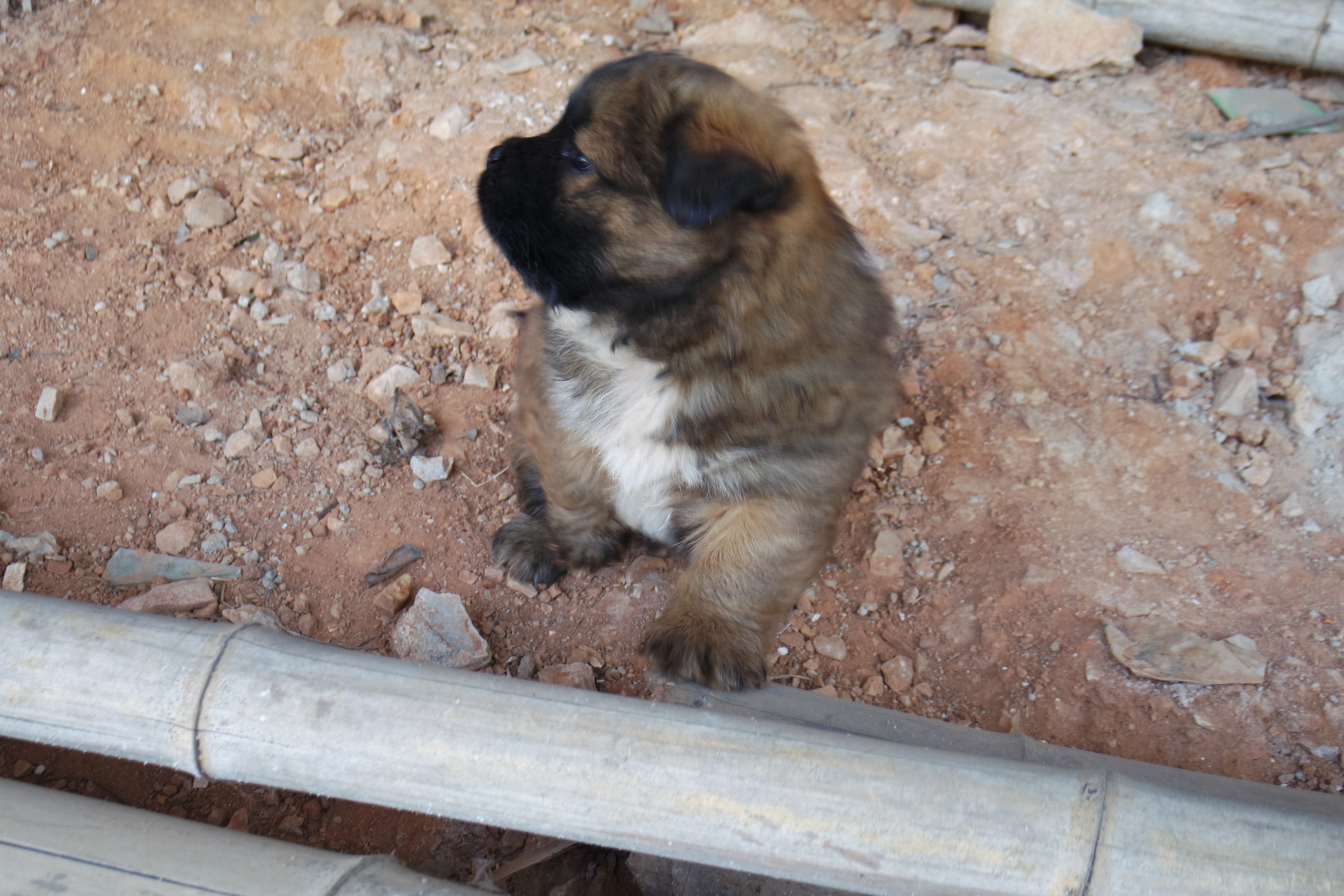 “粉樱”下的武昌理工学院，灵魂深处的感伤！