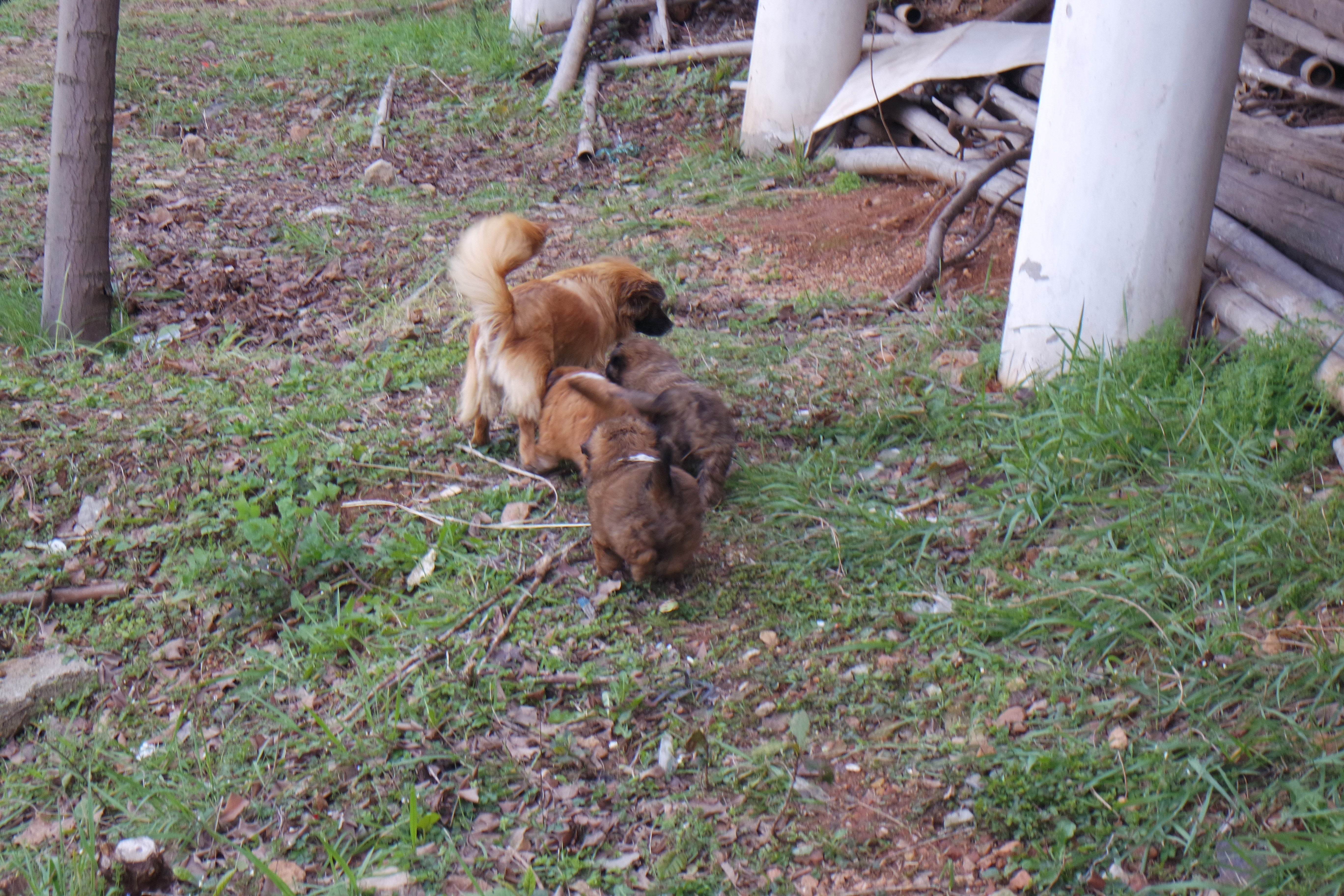 “粉樱”下的武昌理工学院，灵魂深处的感伤！