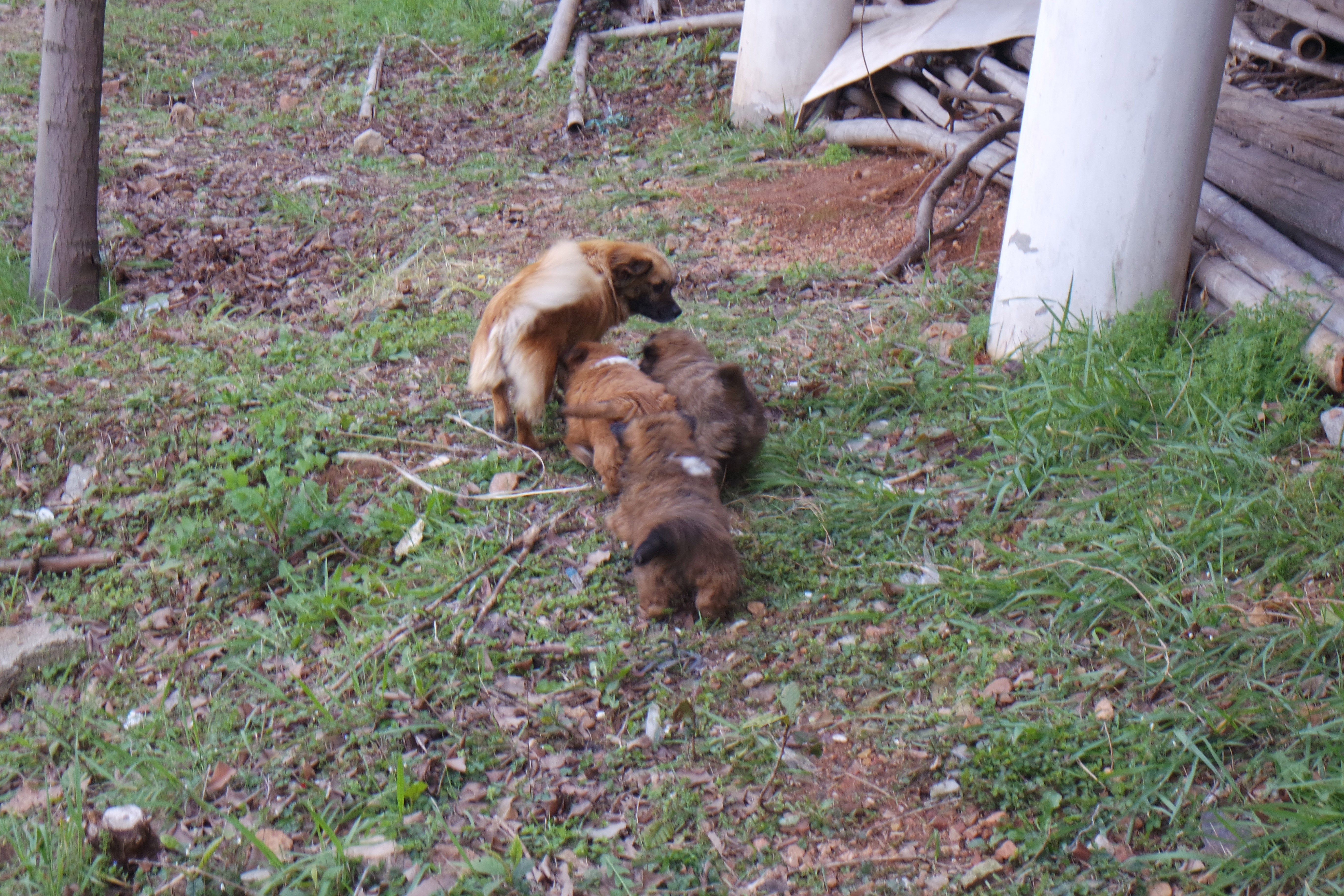 “粉樱”下的武昌理工学院，灵魂深处的感伤！
