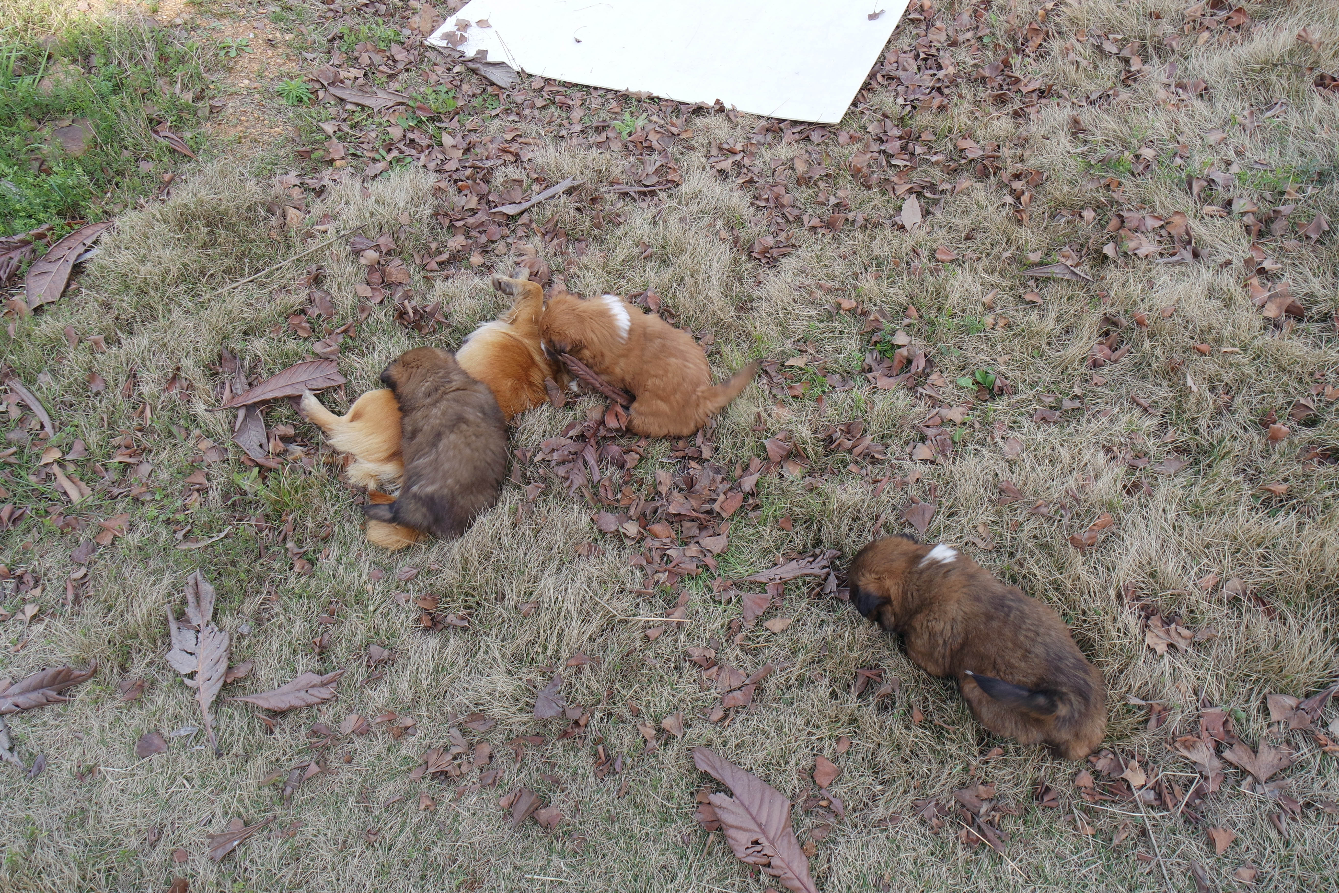 “粉樱”下的武昌理工学院，灵魂深处的感伤！