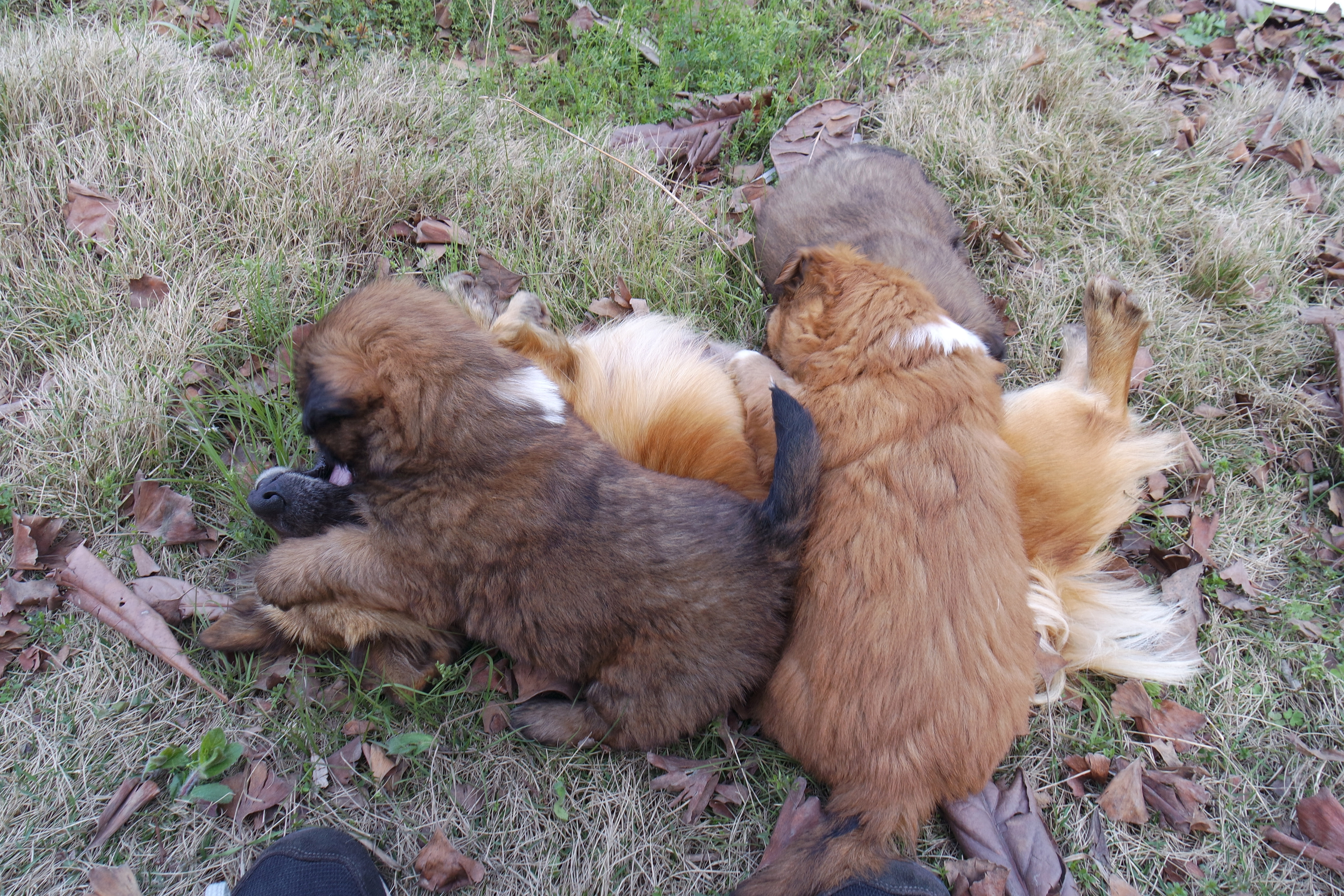 “粉樱”下的武昌理工学院，灵魂深处的感伤！