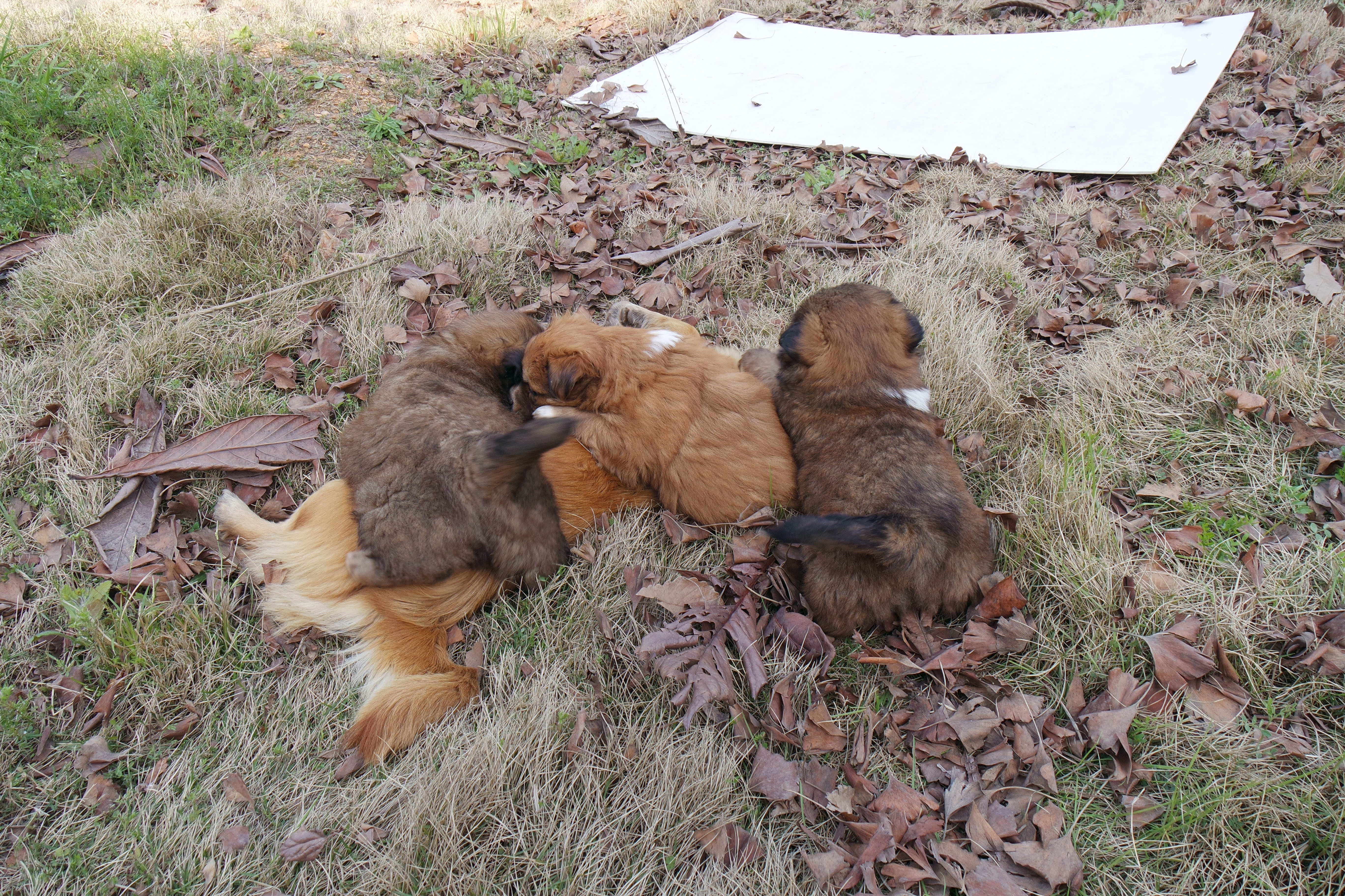 “粉樱”下的武昌理工学院，灵魂深处的感伤！