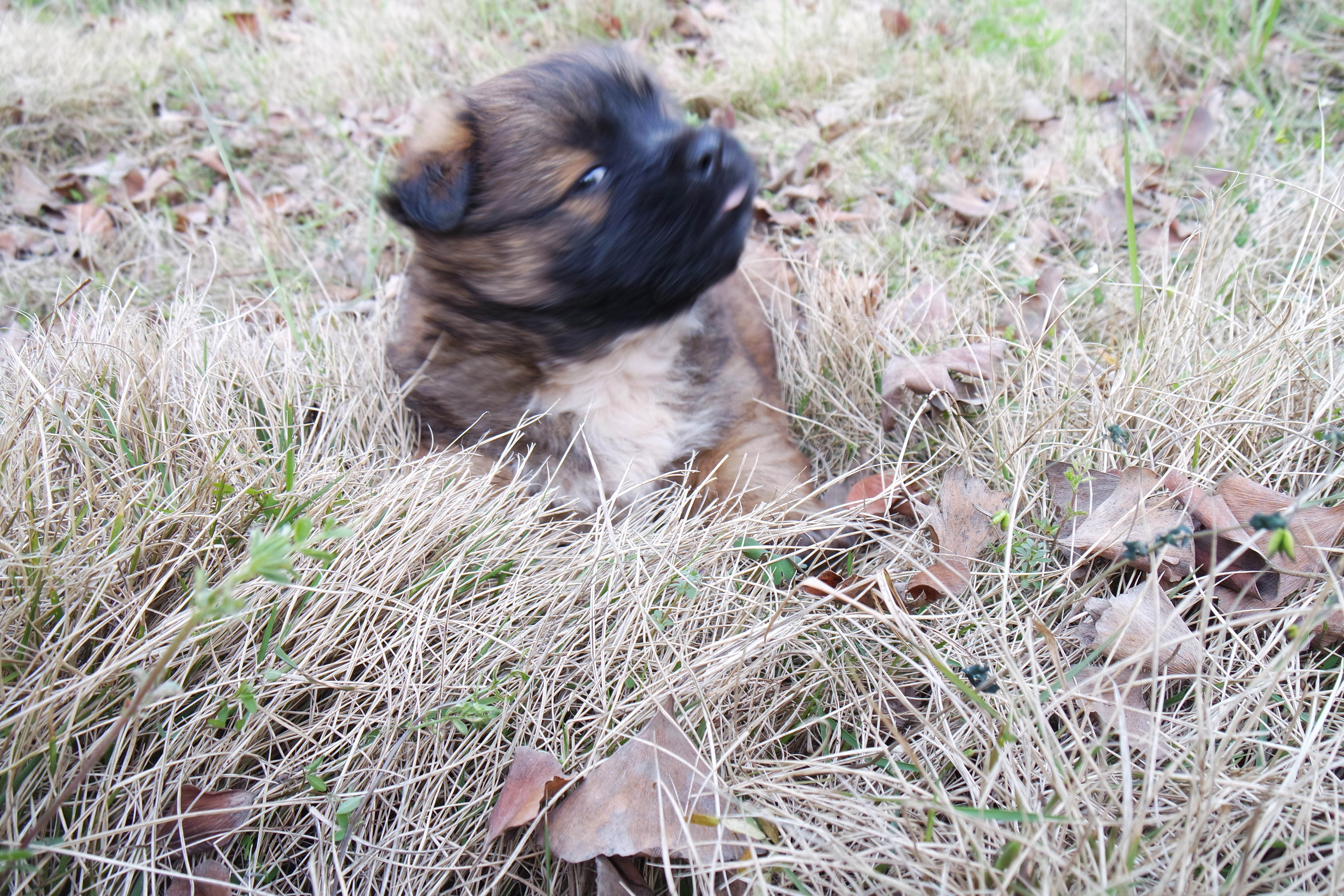 “粉樱”下的武昌理工学院，灵魂深处的感伤！