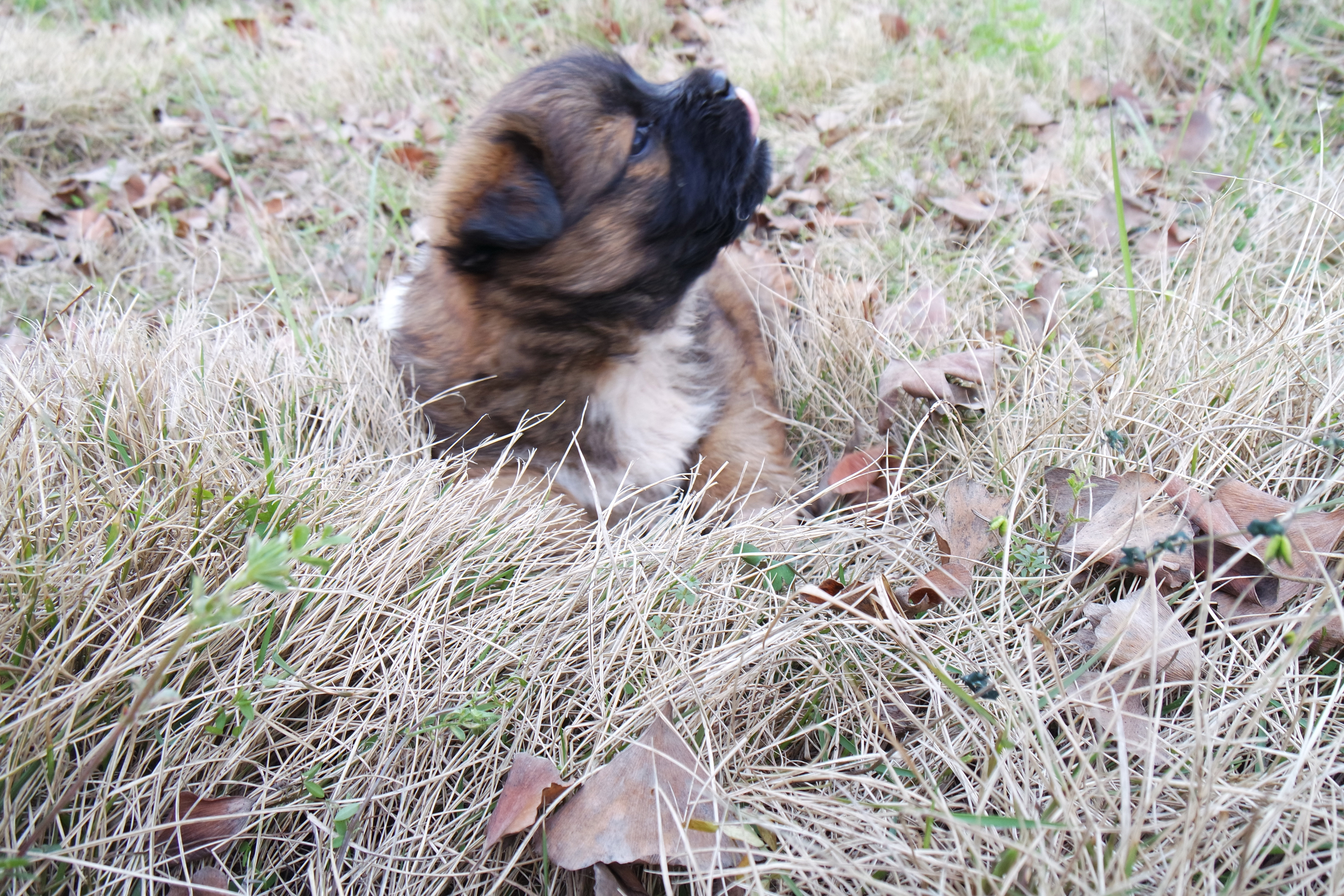 “粉樱”下的武昌理工学院，灵魂深处的感伤！