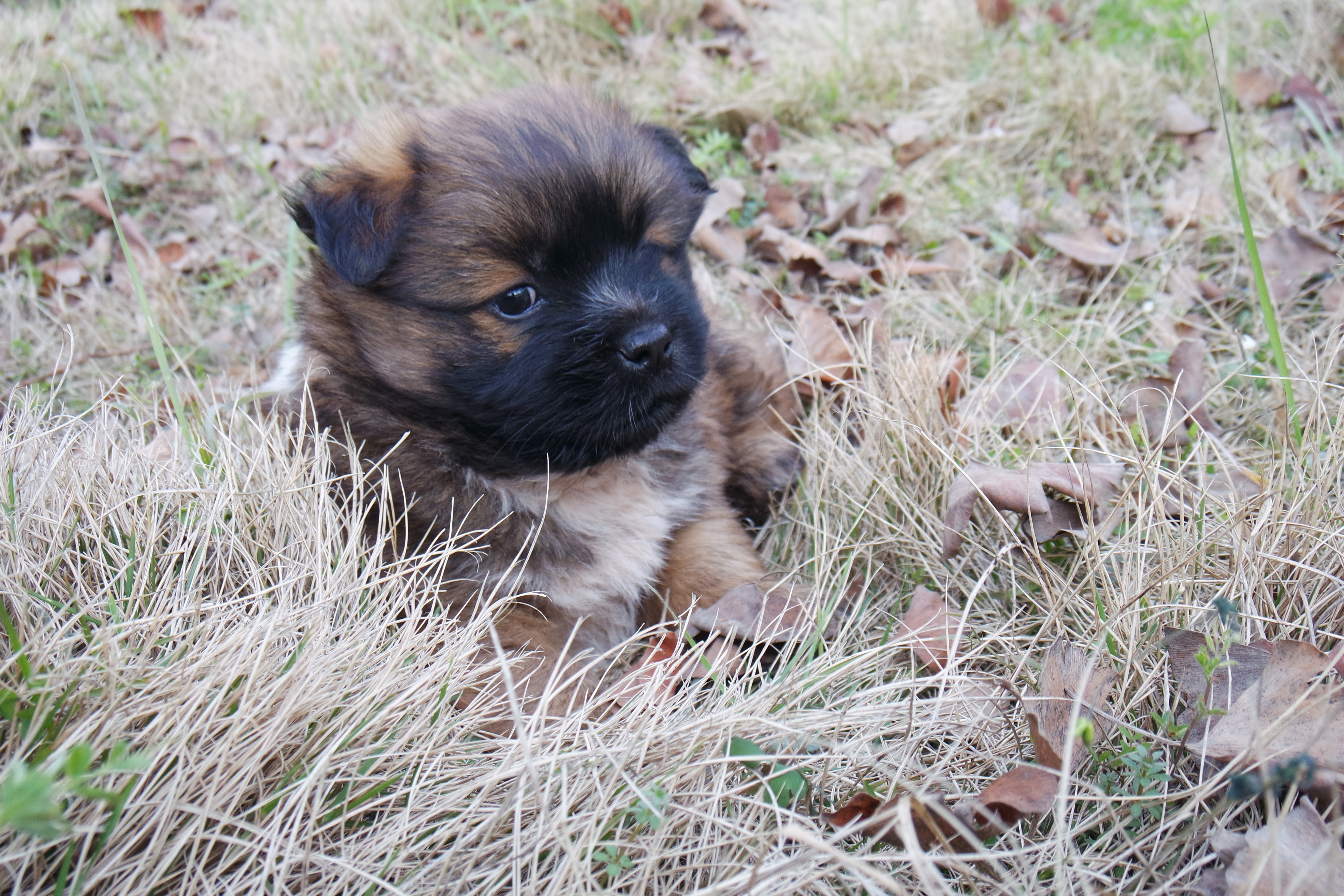 “粉樱”下的武昌理工学院，灵魂深处的感伤！