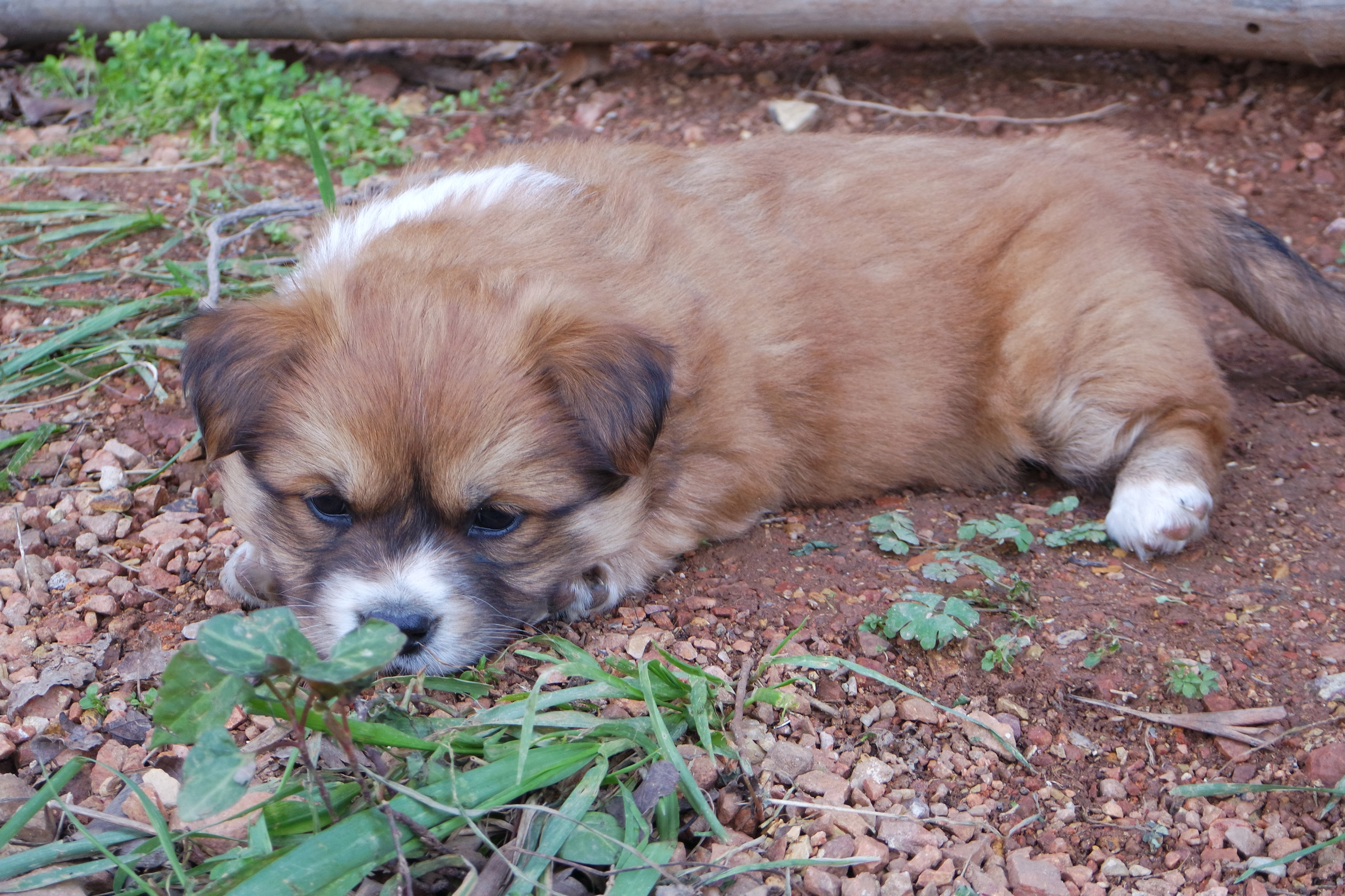 “粉樱”下的武昌理工学院，灵魂深处的感伤！