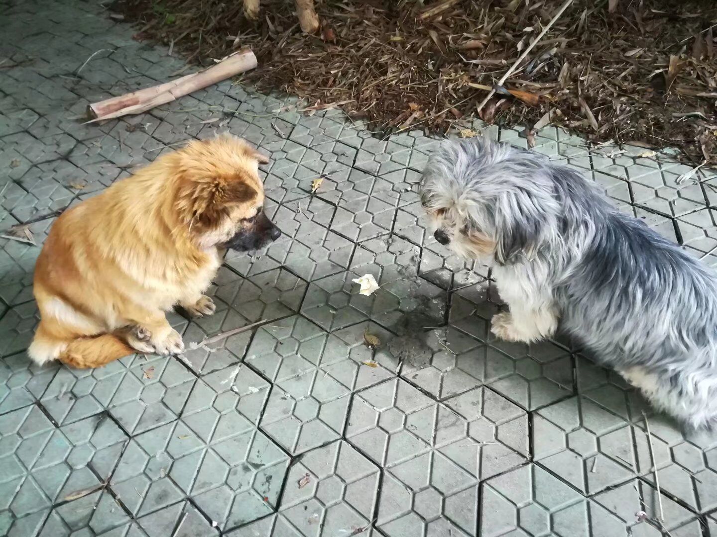 “粉樱”下的武昌理工学院，灵魂深处的感伤！